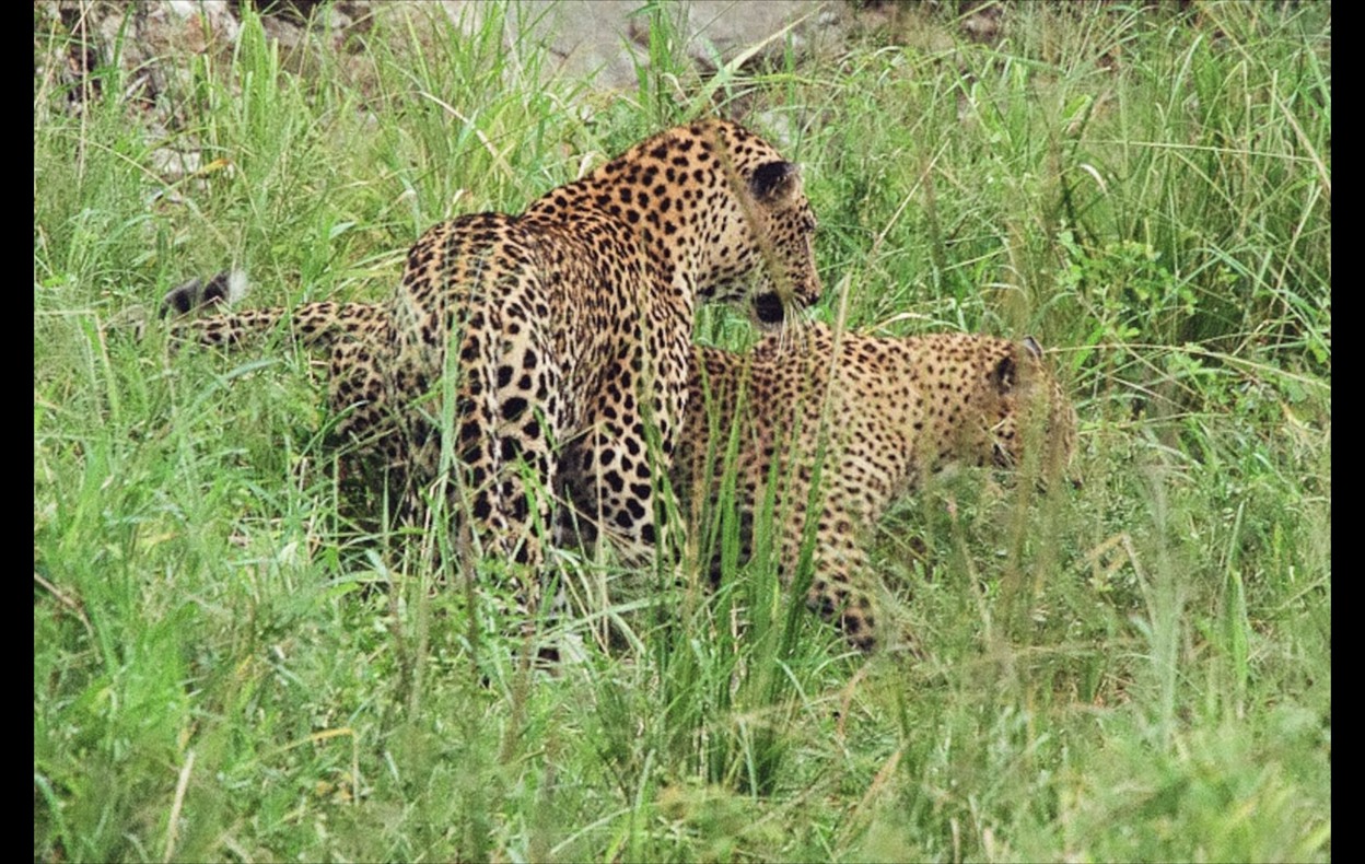 African Wildlife