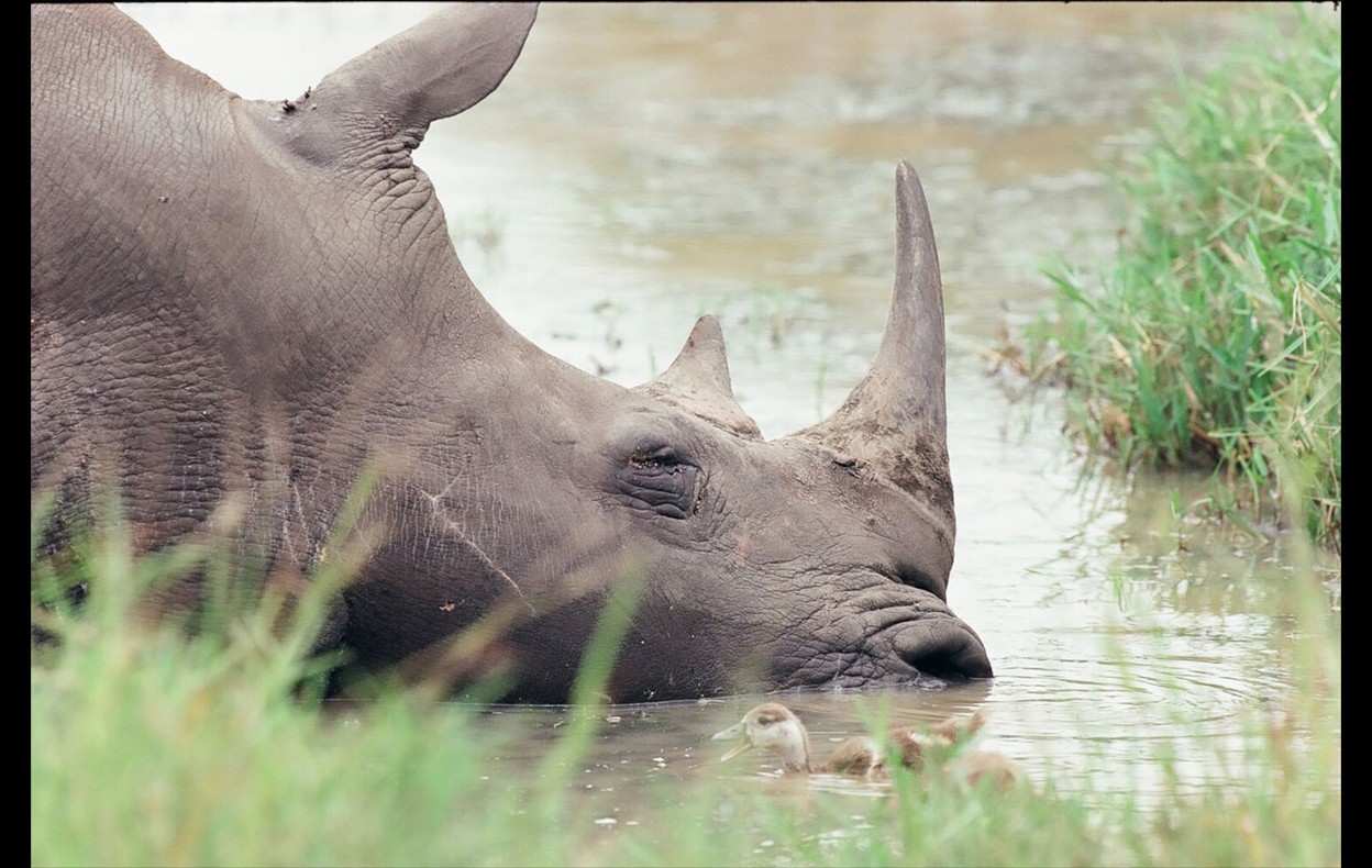 African Wildlife