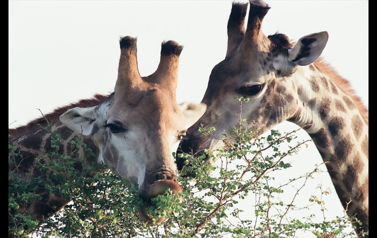African Wildlife
