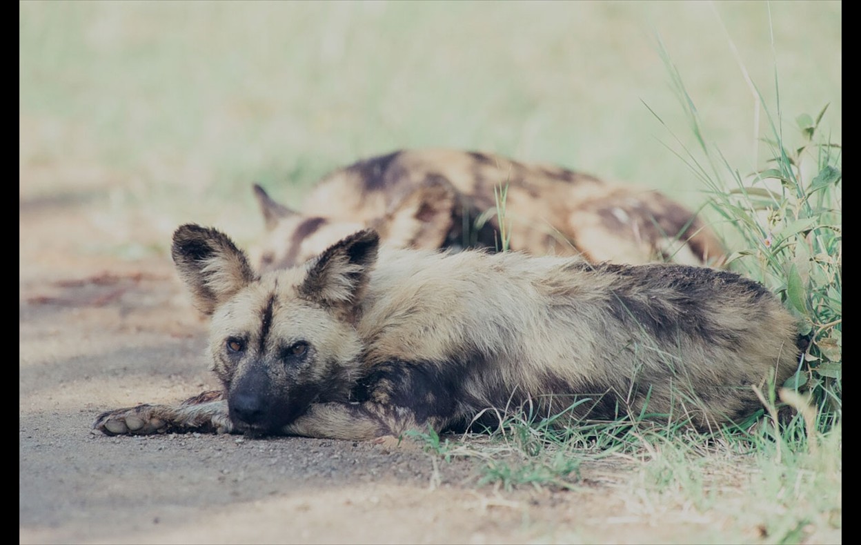 African Wildlife