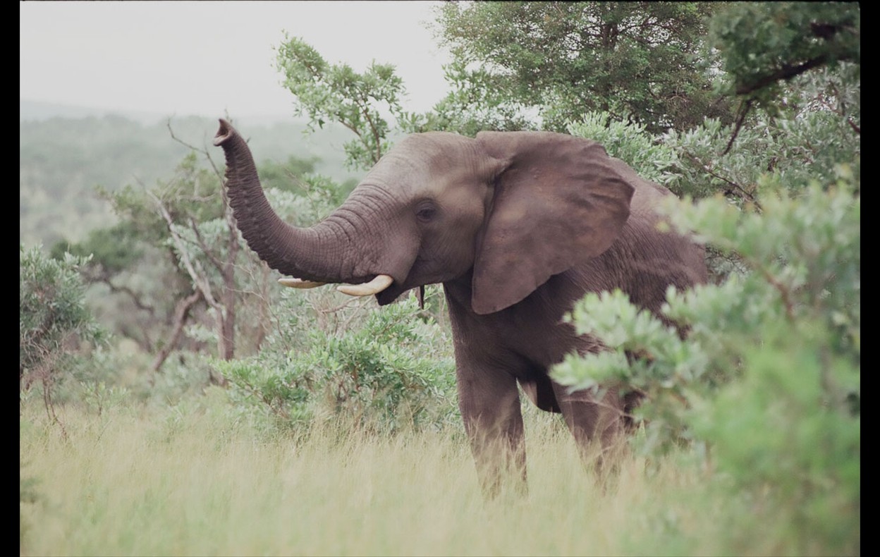 African Wildlife