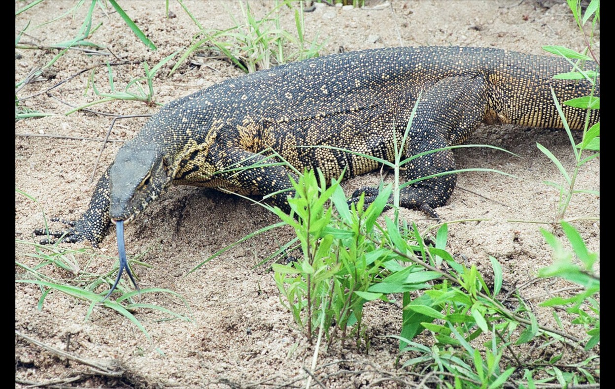 African Wildlife