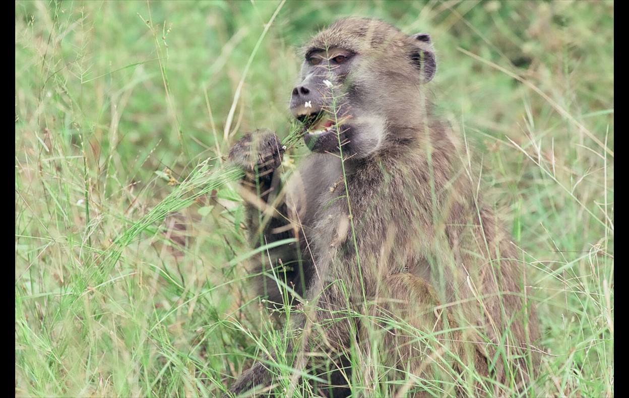 African Wildlife
