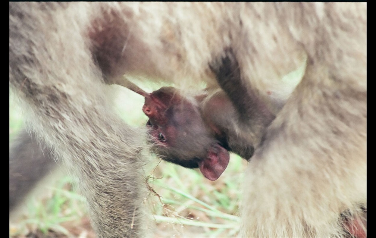African Wildlife