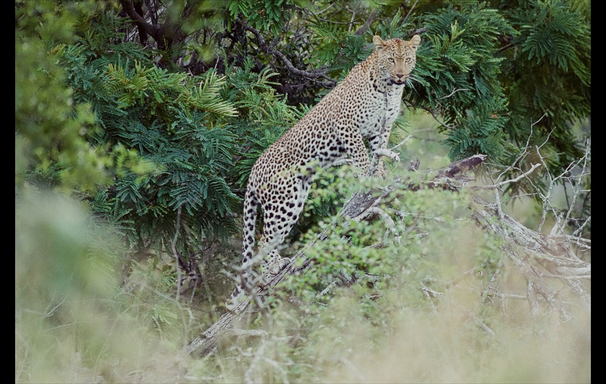 African Wildlife