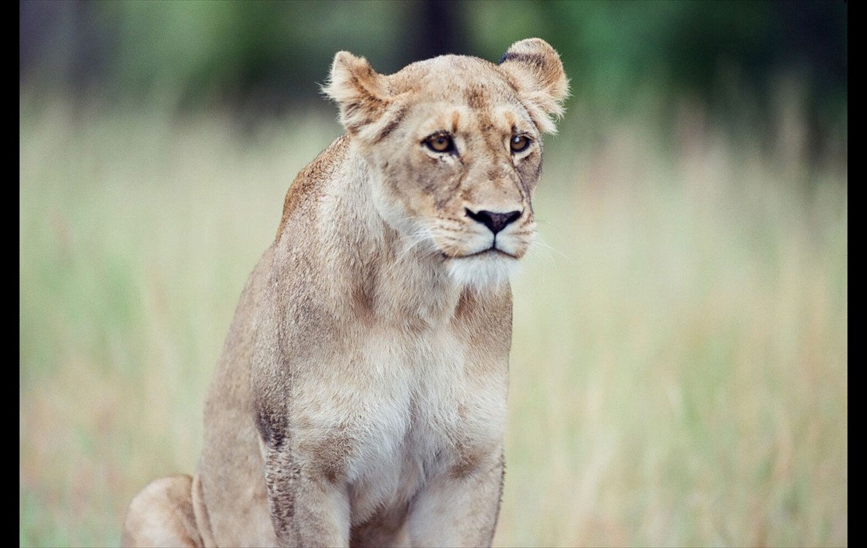 African Wildlife
