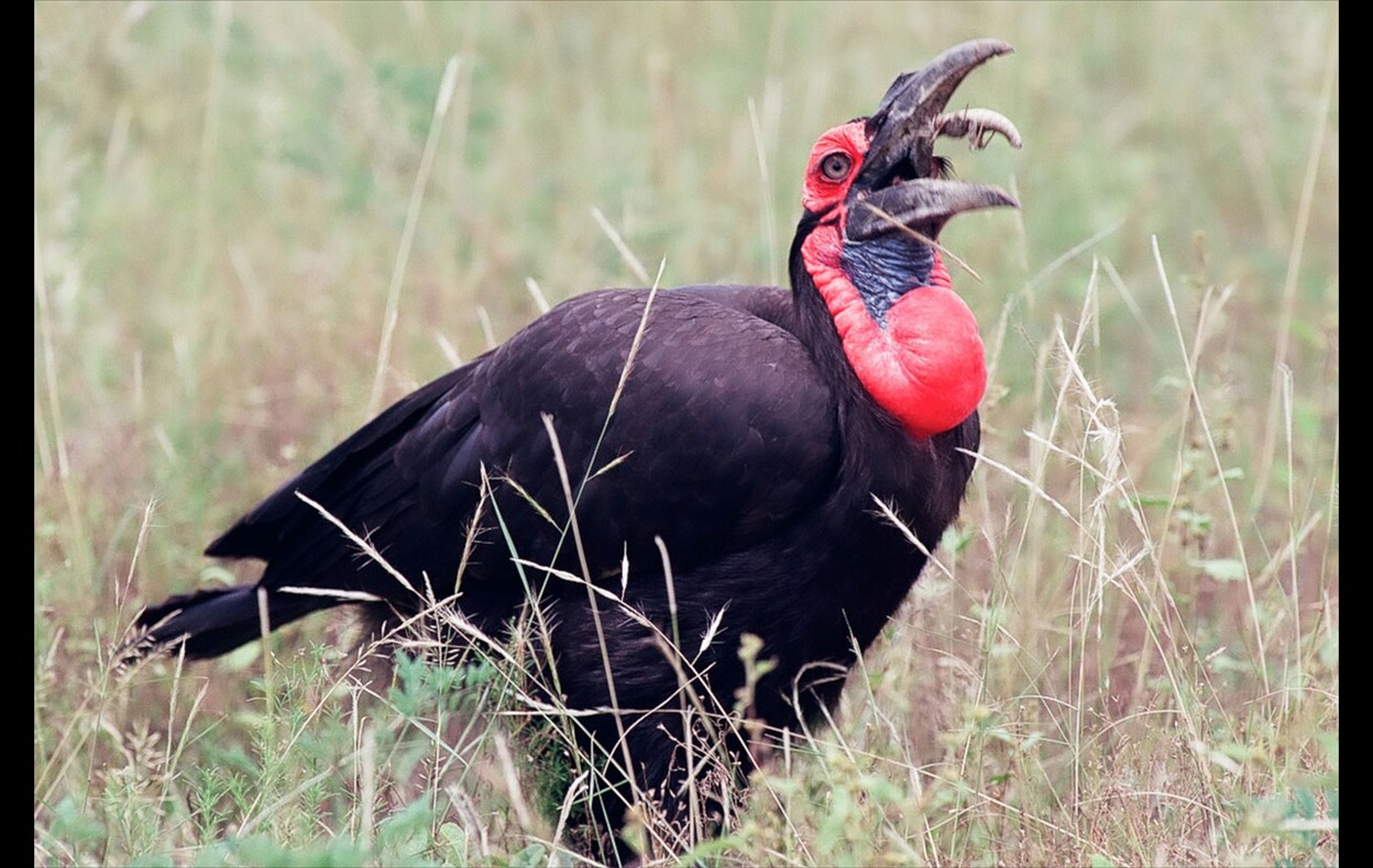 African Wildlife