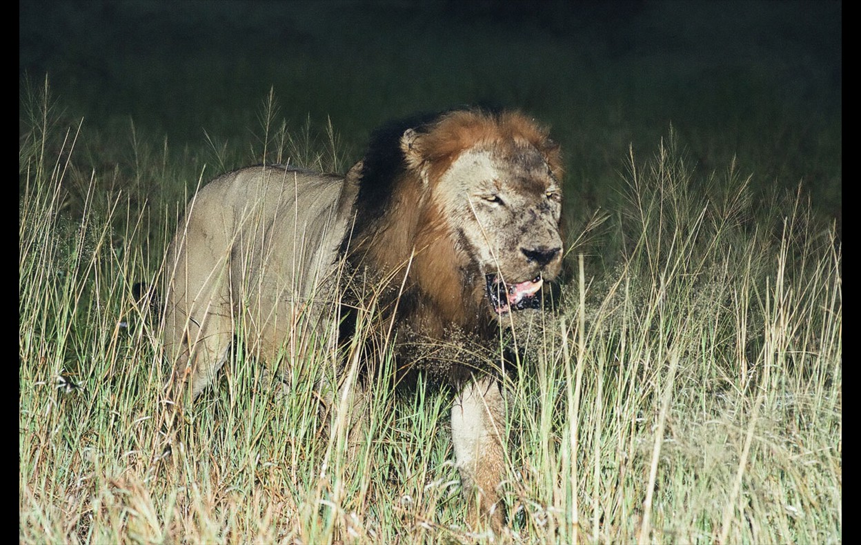 African Wildlife