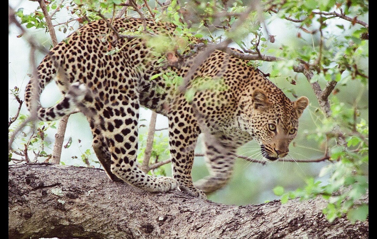 African Wildlife