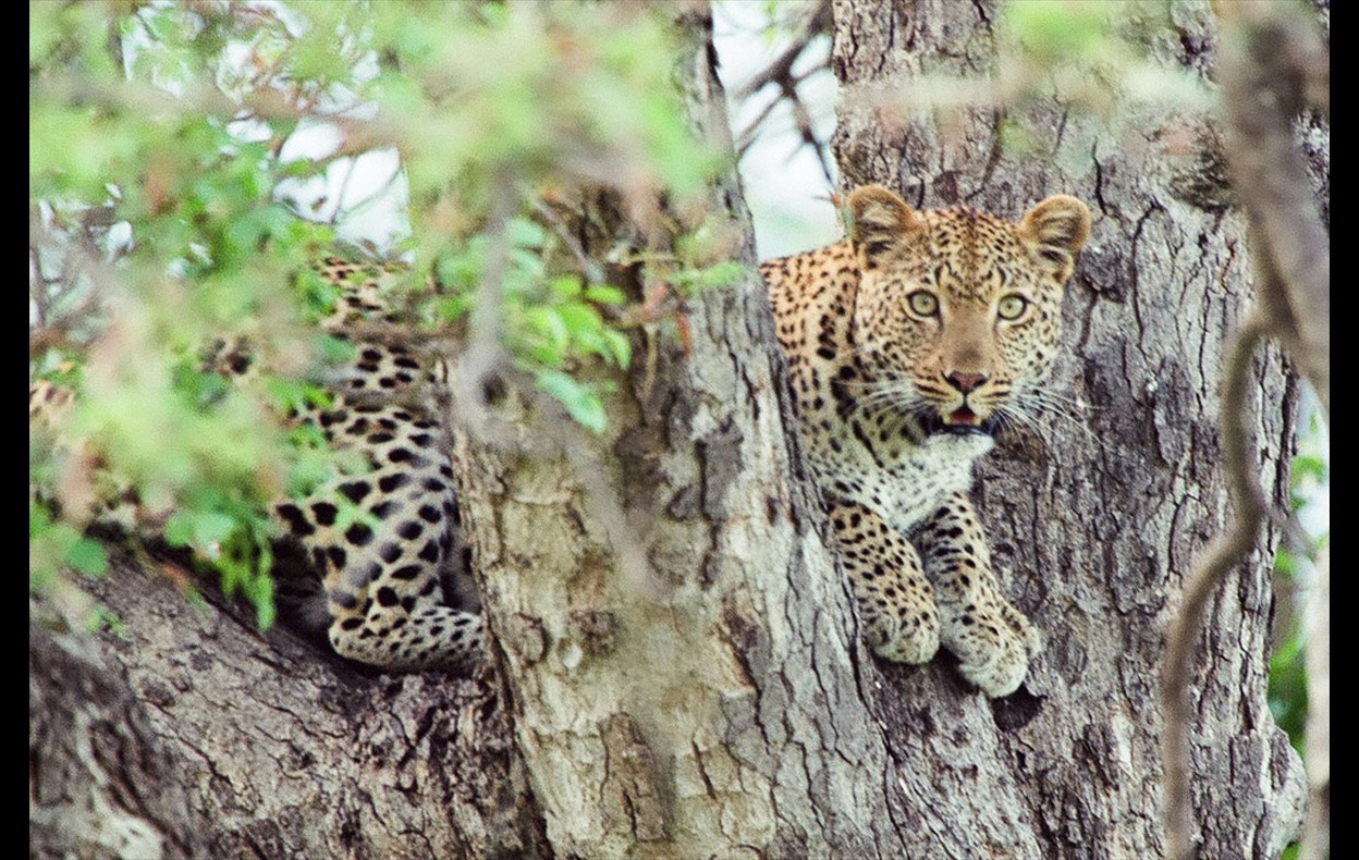 African Wildlife