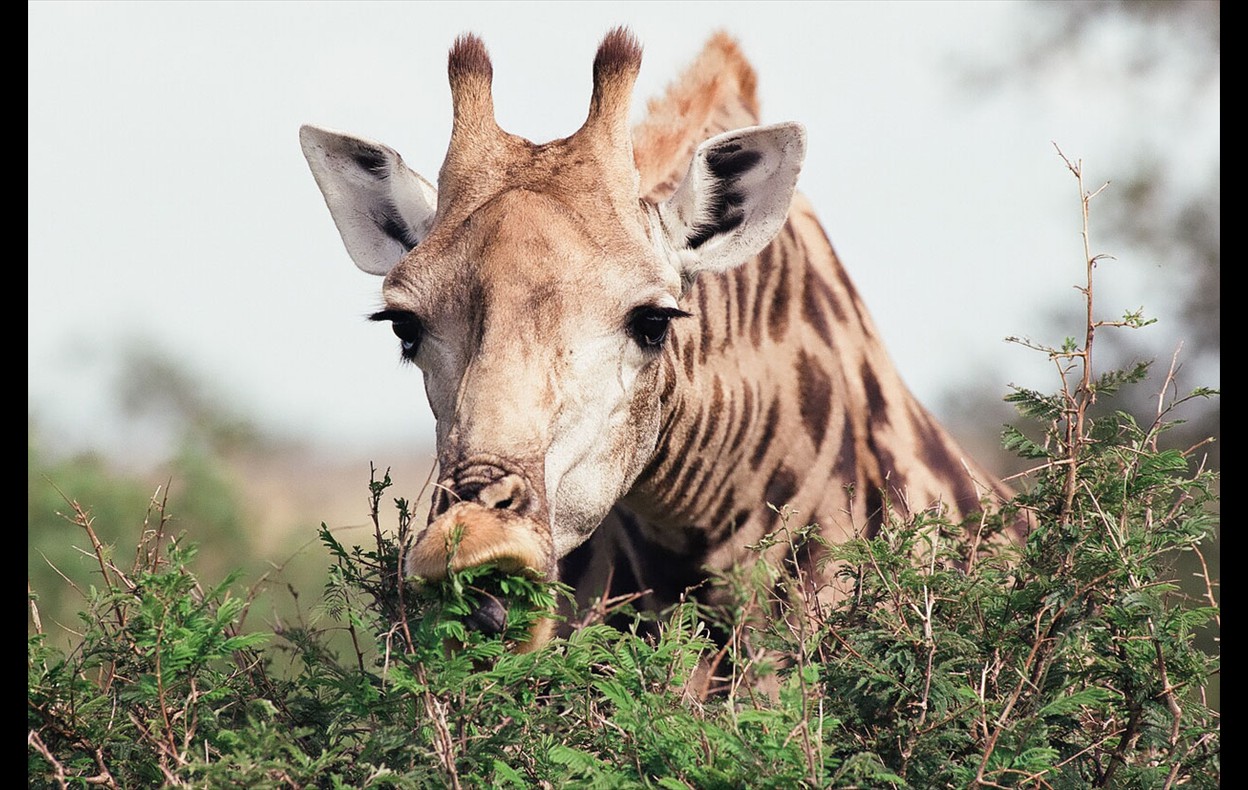 African Wildlife