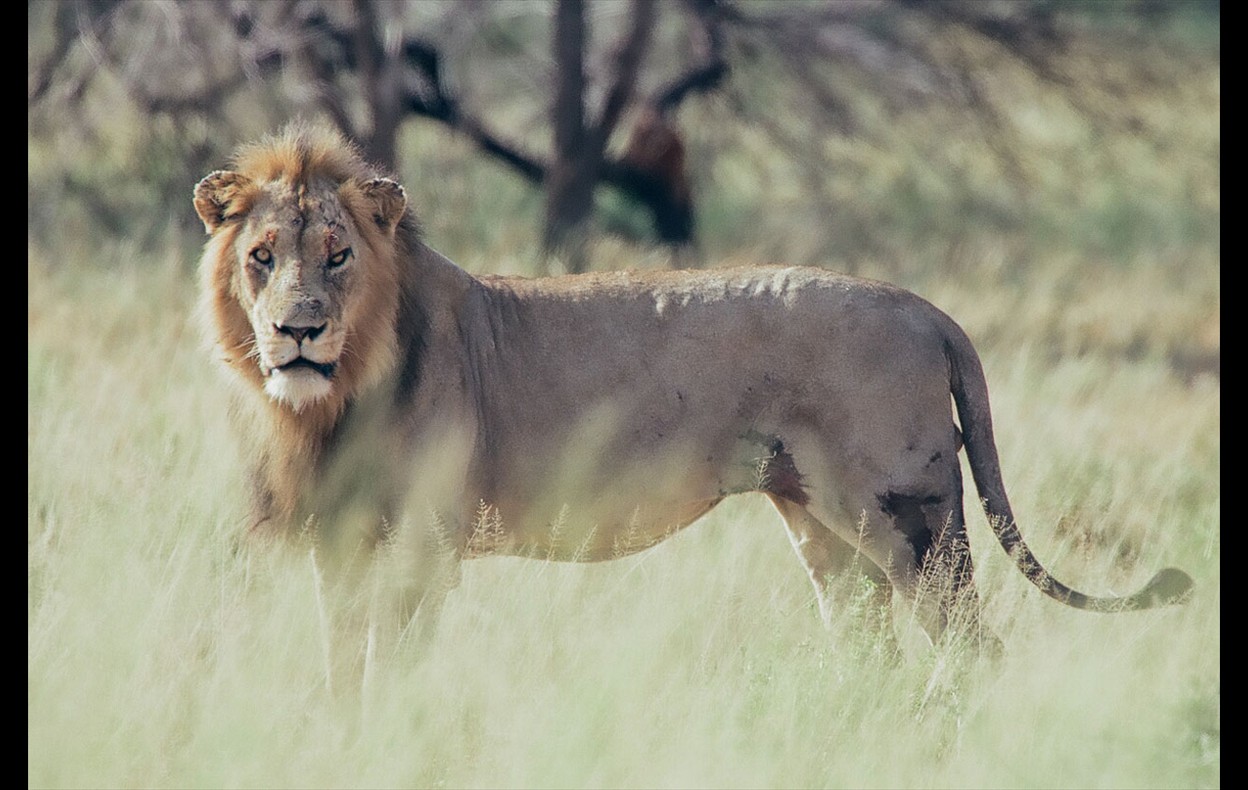 African Wildlife