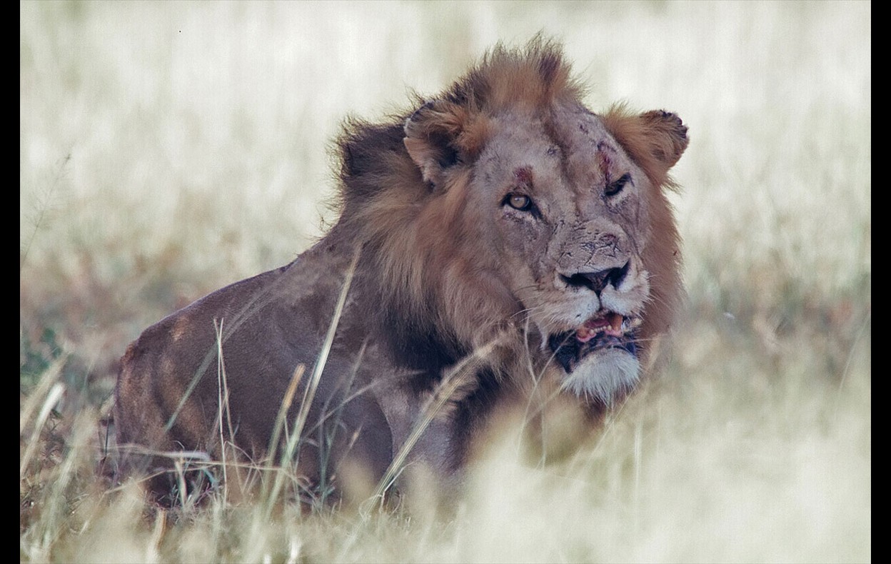African Wildlife