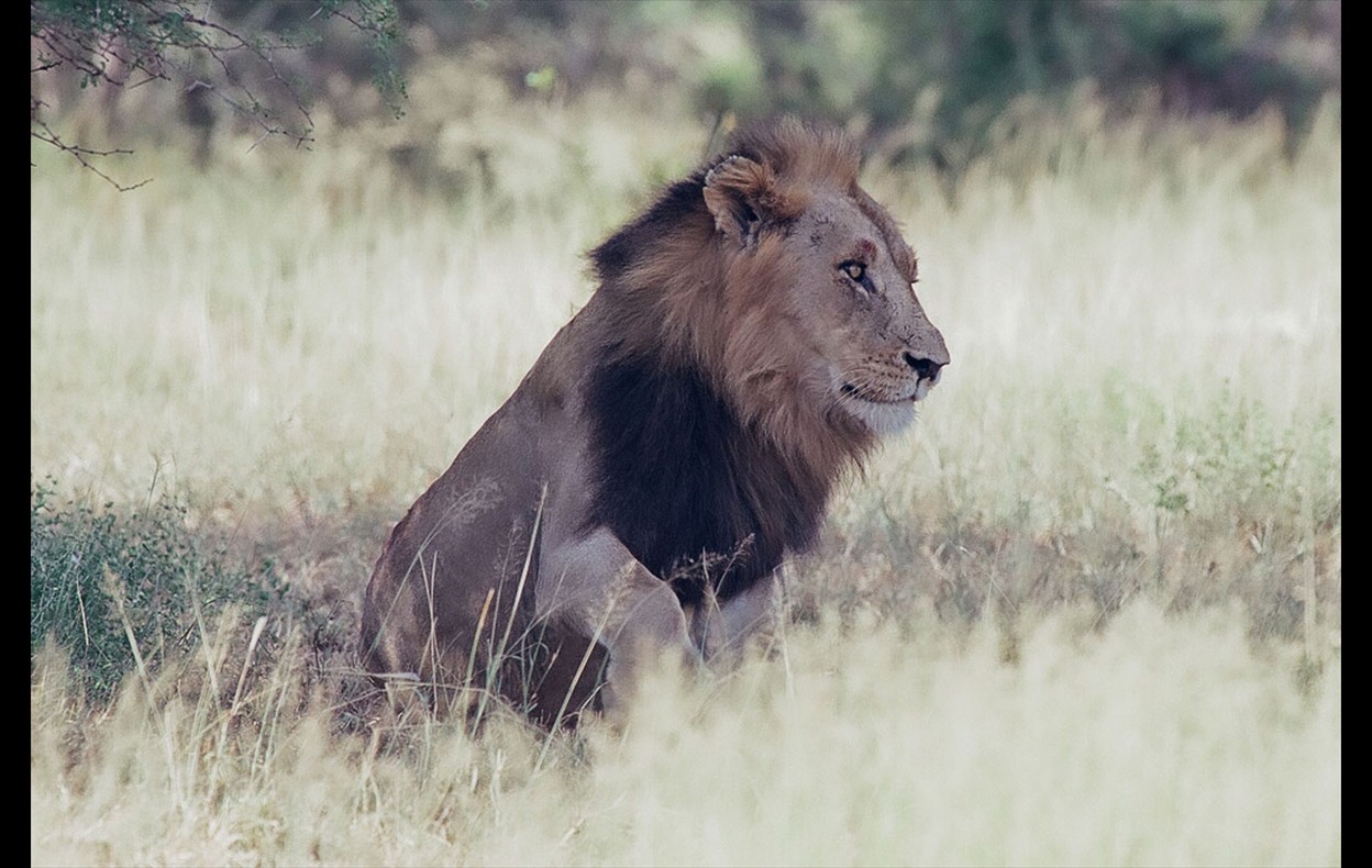 African Wildlife