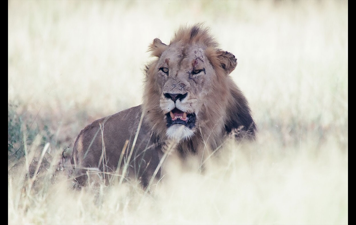 African Wildlife