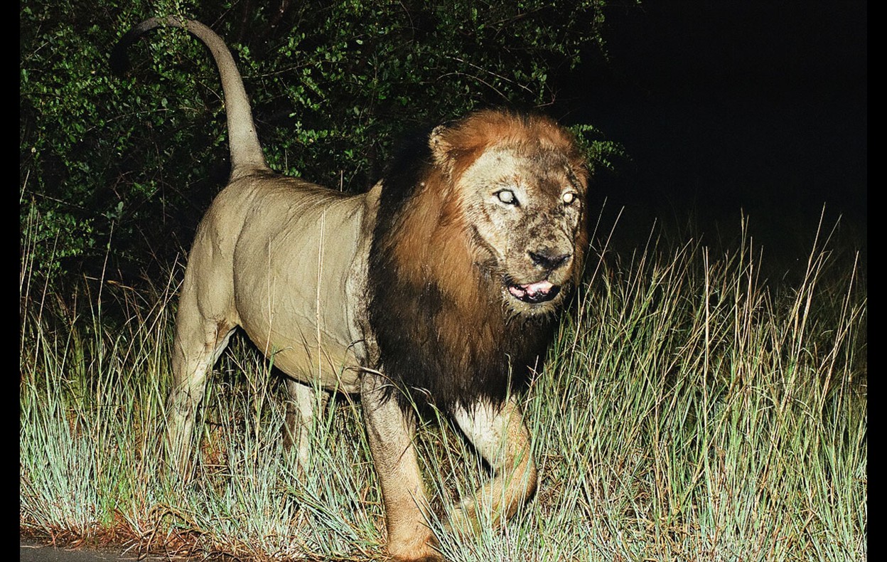 African Wildlife