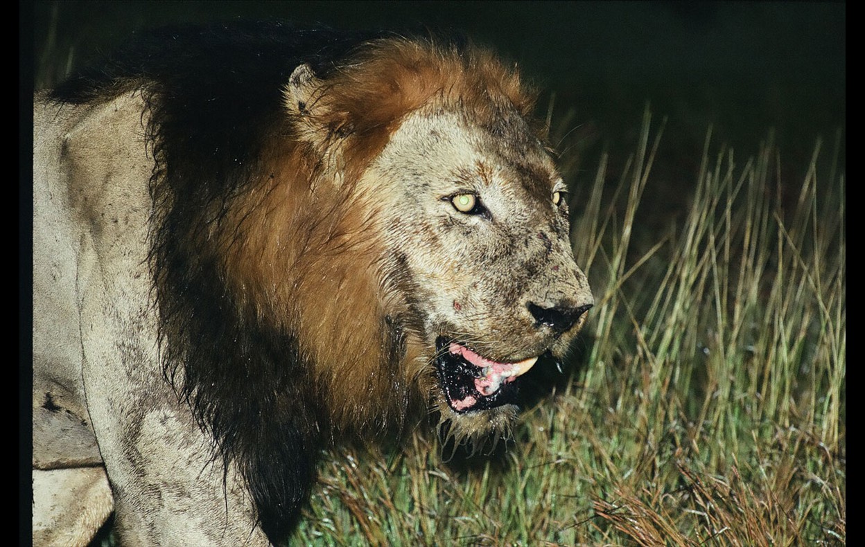 African Wildlife