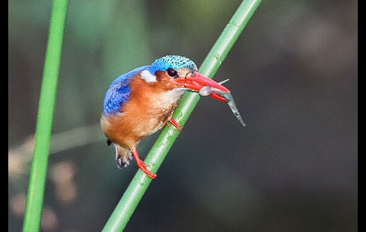 African Wildlife