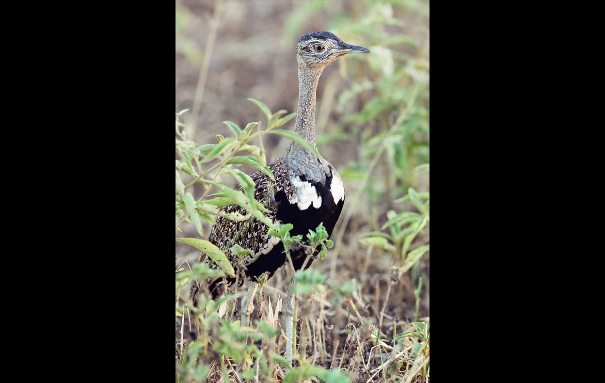 African Wildlife