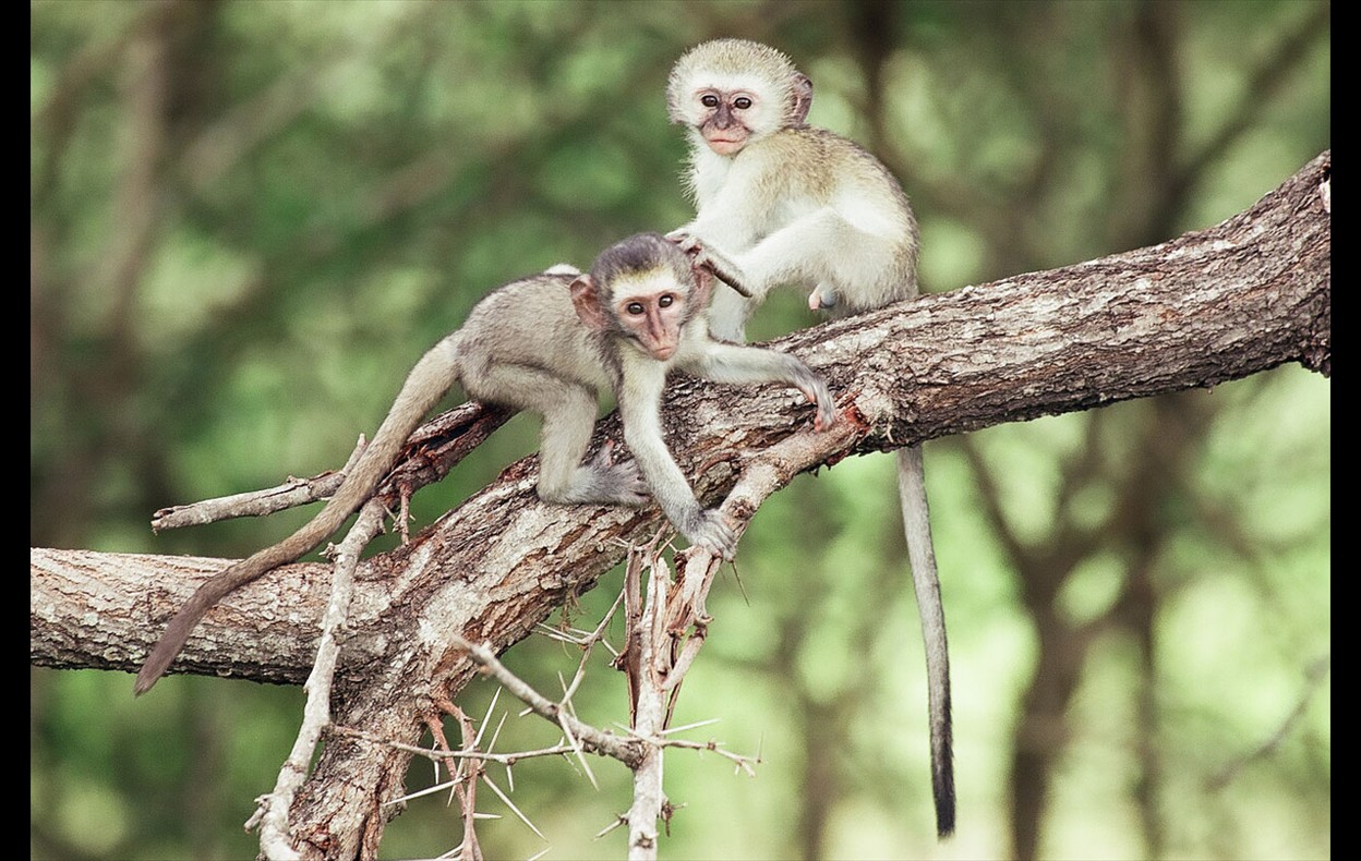 African Wildlife