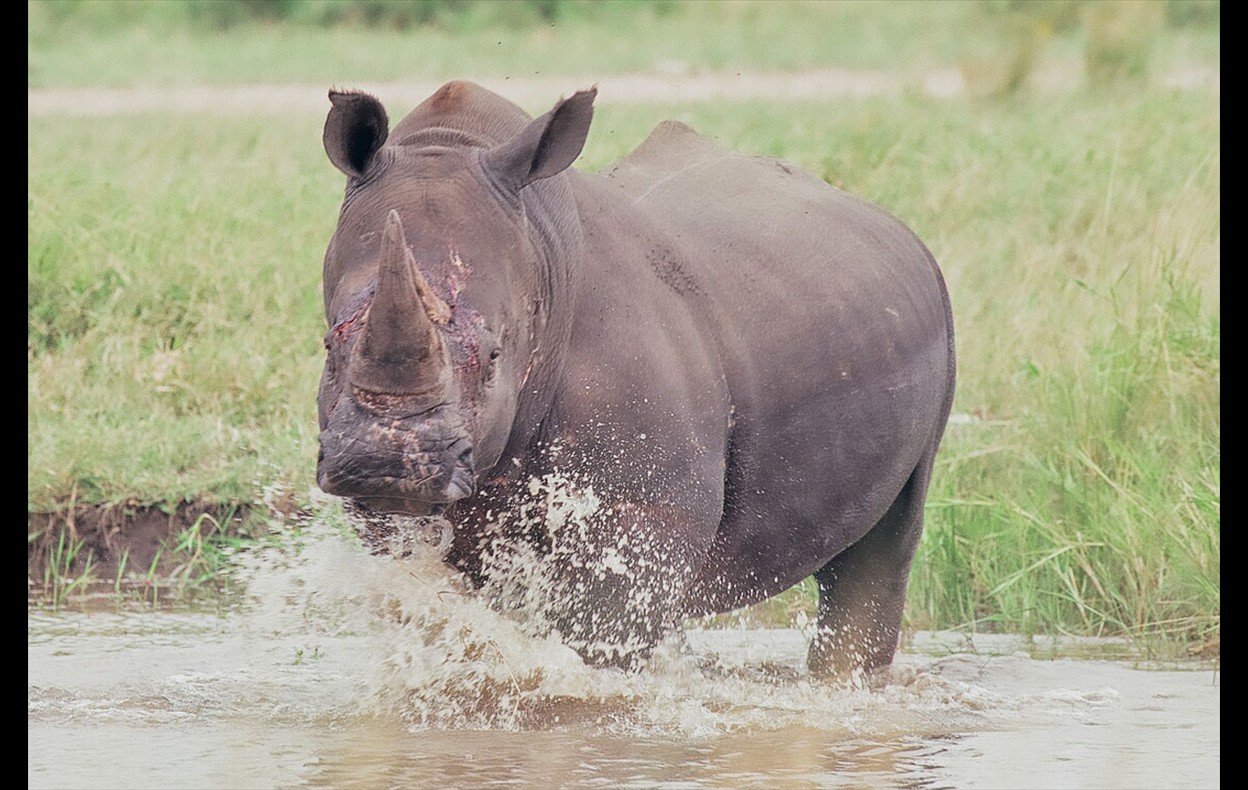 African Wildlife