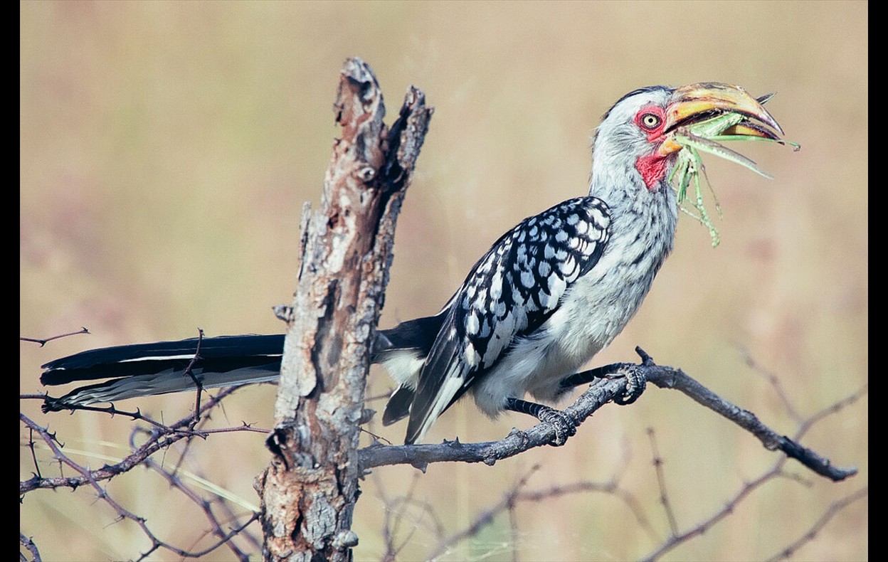 African Wildlife