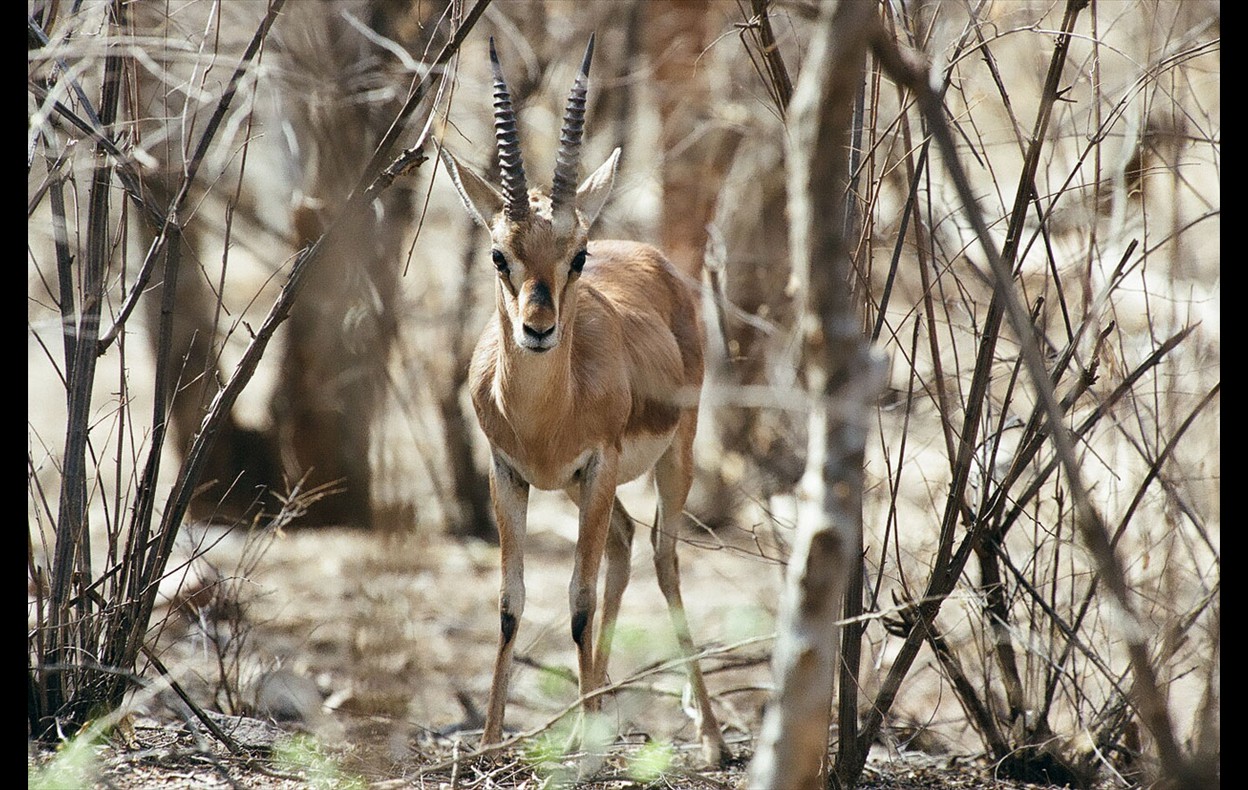 Indian Wildlife