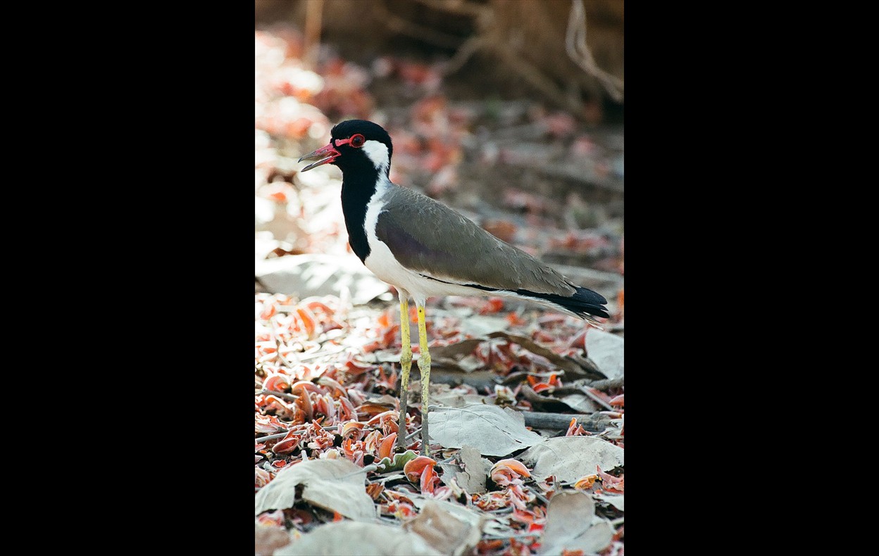 Indian Wildlife