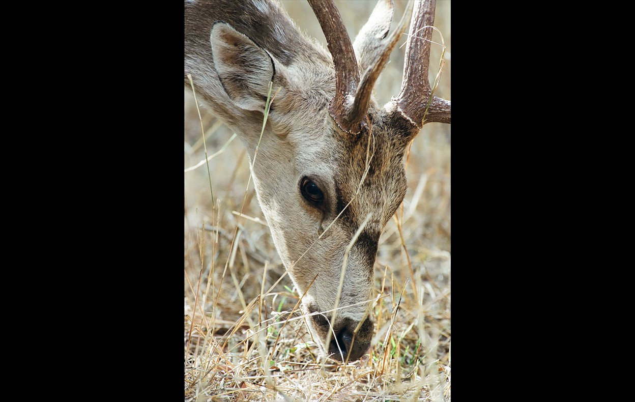 Indian Wildlife