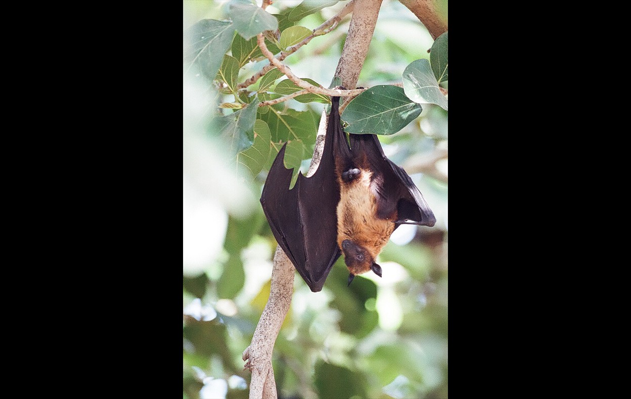 Indian Wildlife