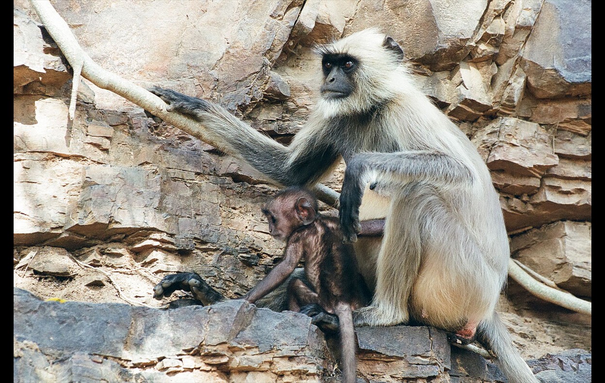 Indian Wildlife