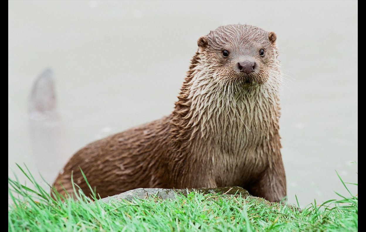 Otters
