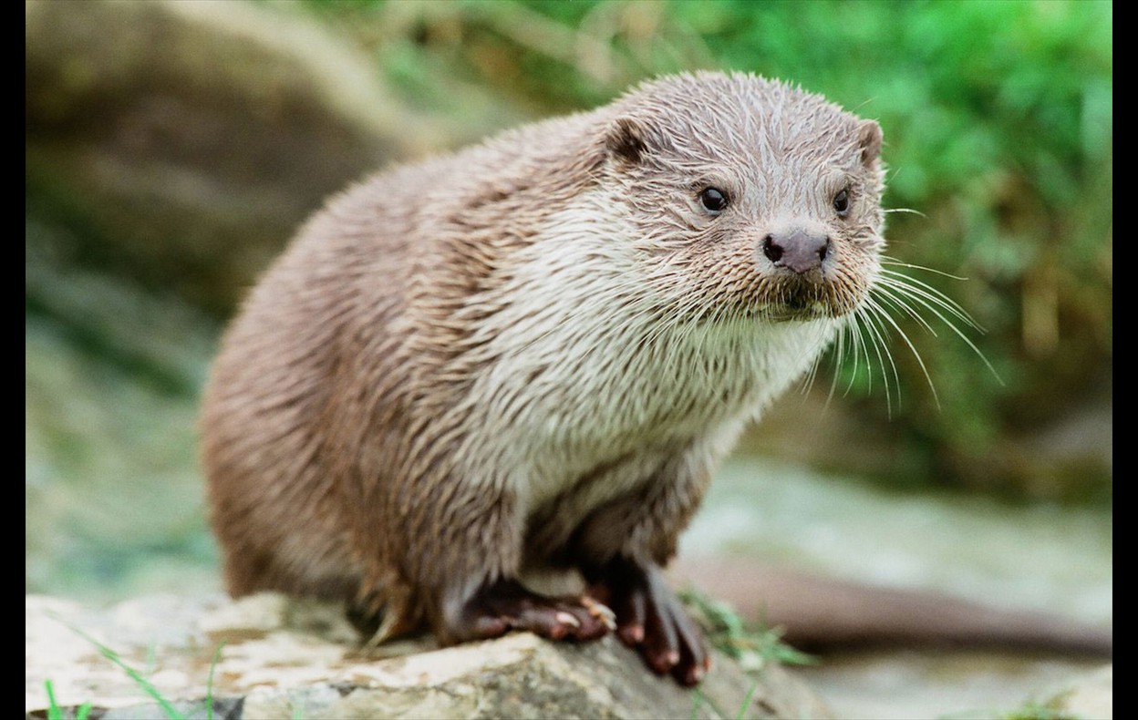 Otters
