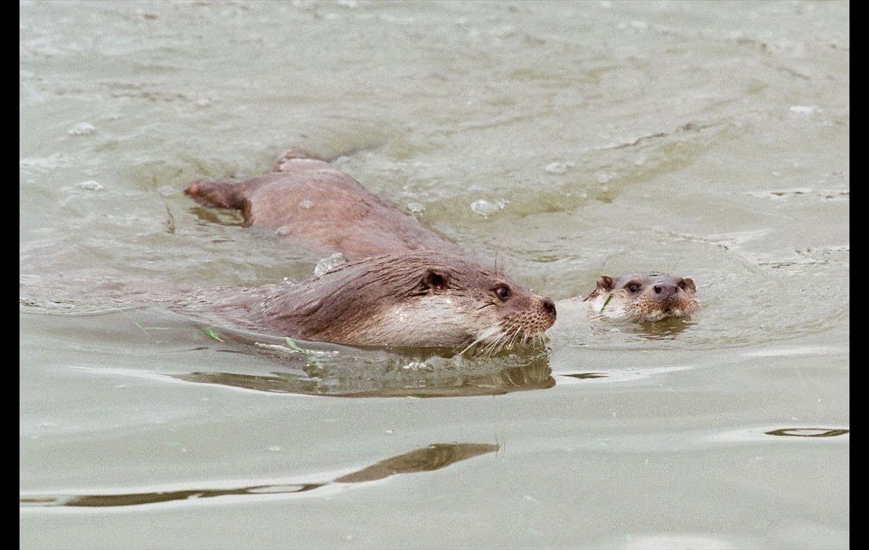Otters