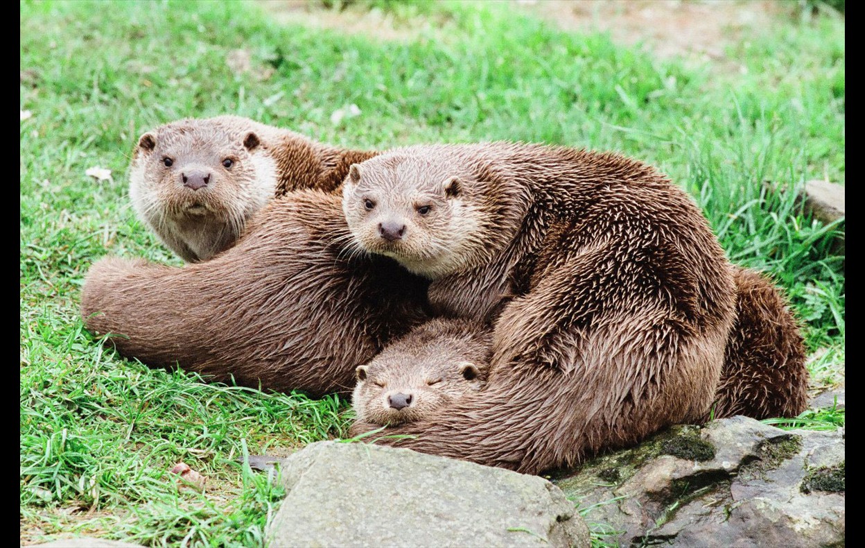 Otters