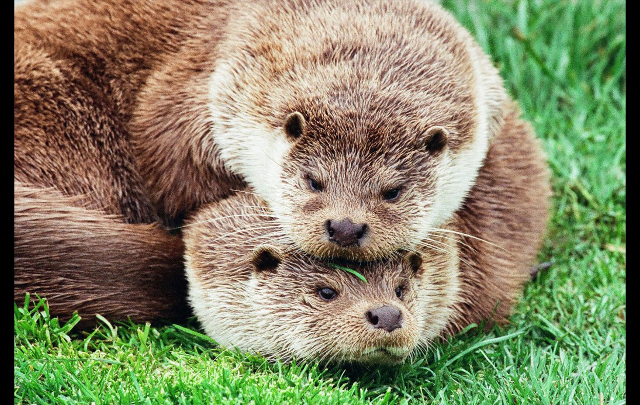 Otters