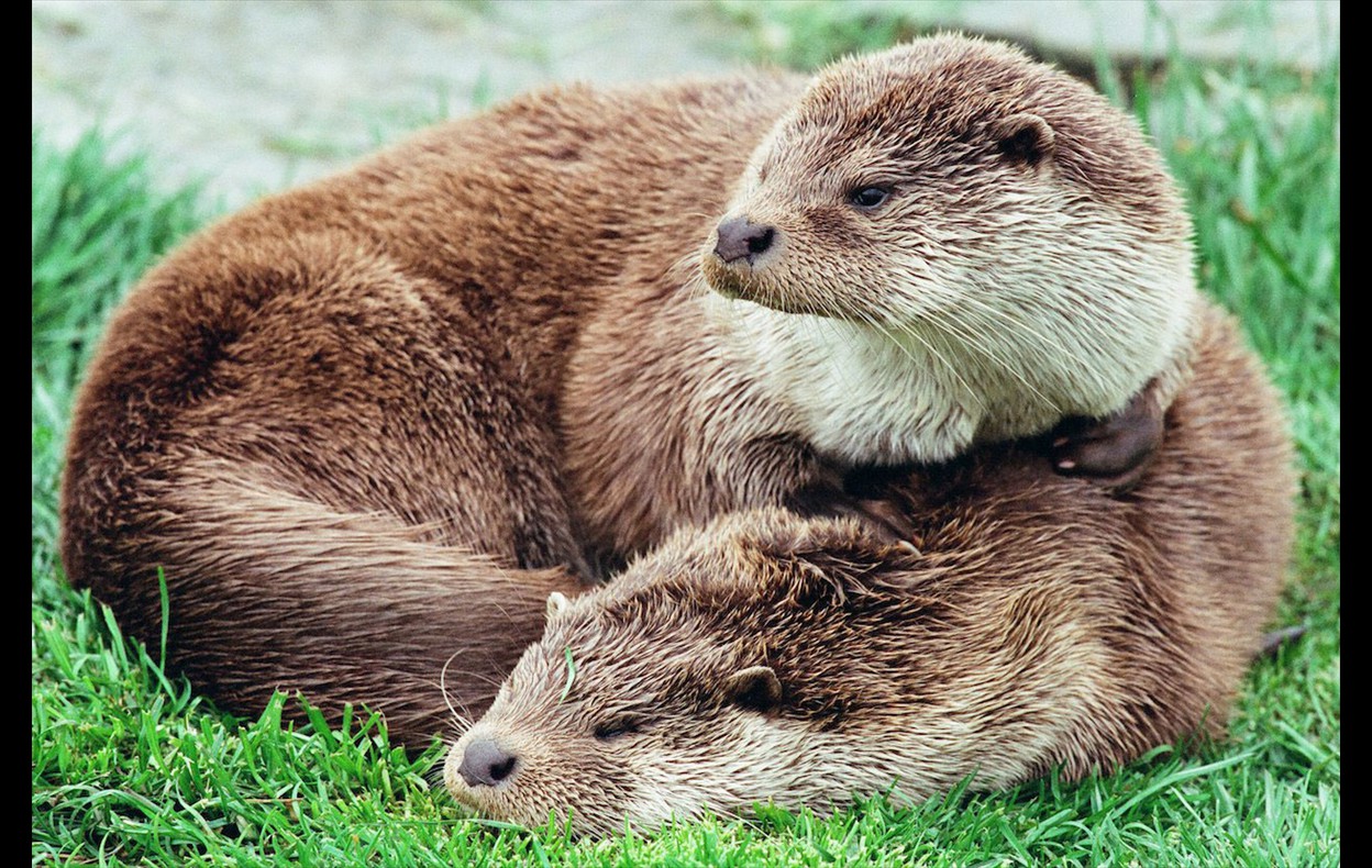 Otters