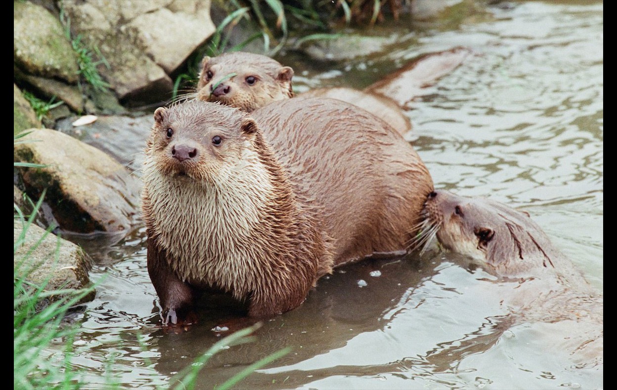 Otters