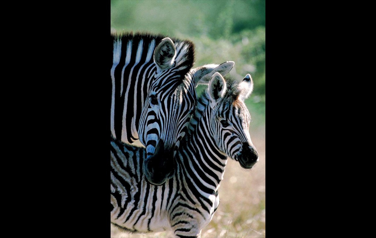 African Wildlife