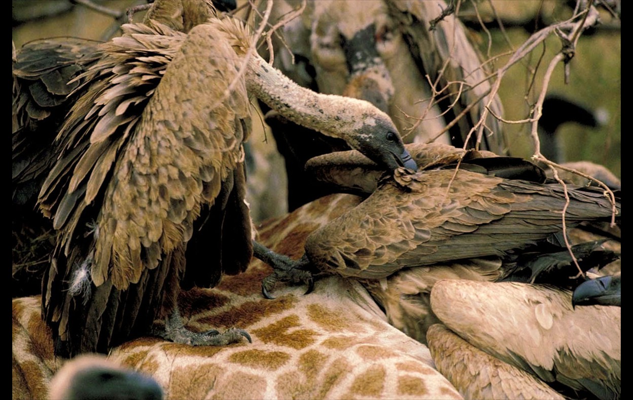 African Wildlife
