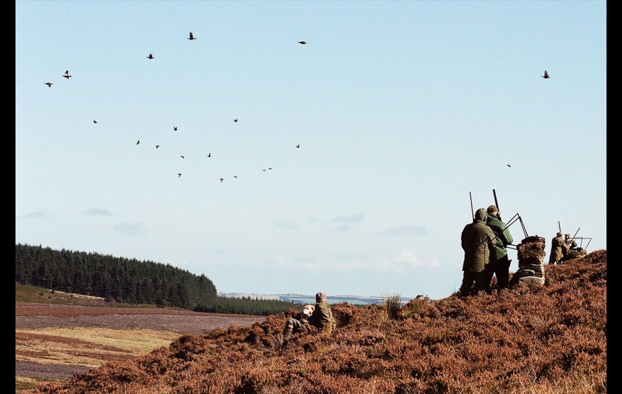 Grouse Shoot