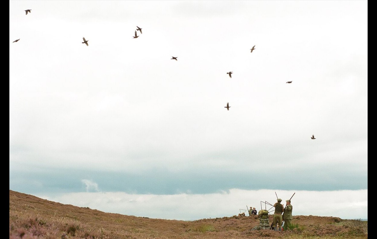 Grouse Shoot