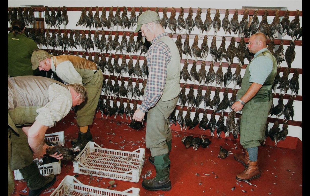Grouse Shoot