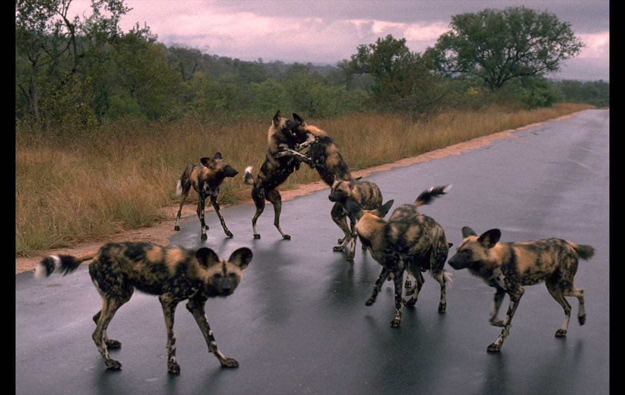 African Wildlife