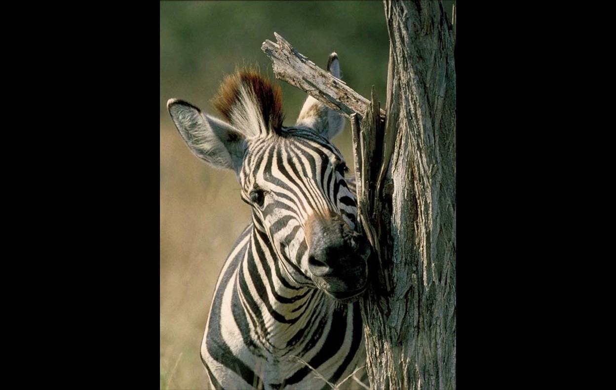 African Wildlife