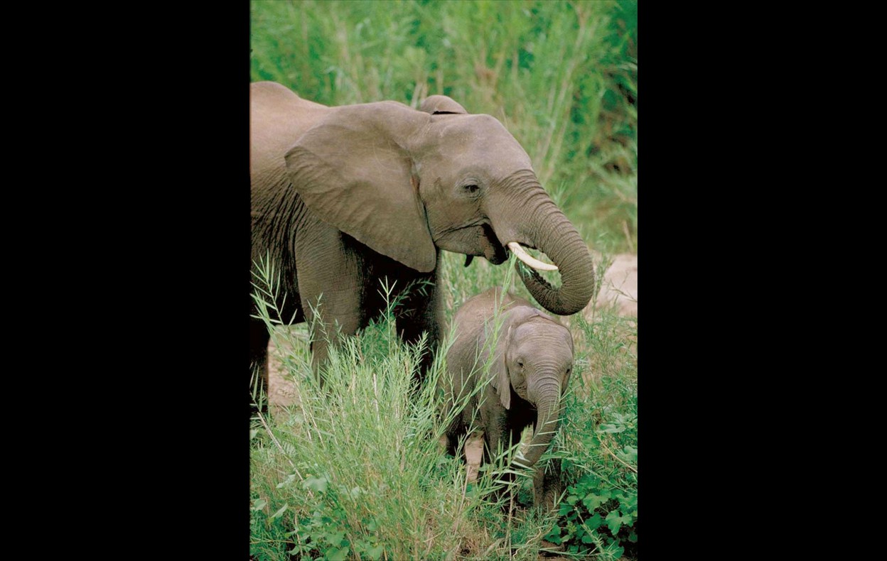 African Wildlife