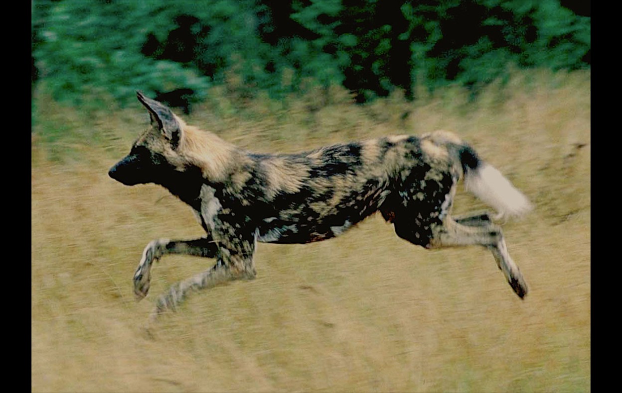 African Wildlife
