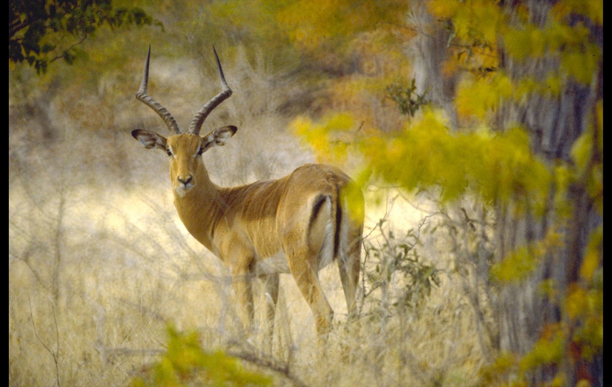 African Wildlife