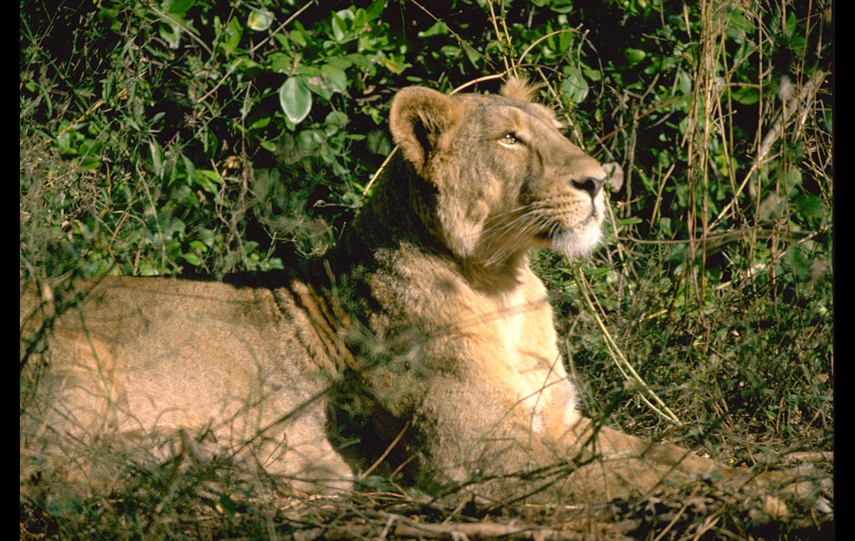 Indian Wildlife