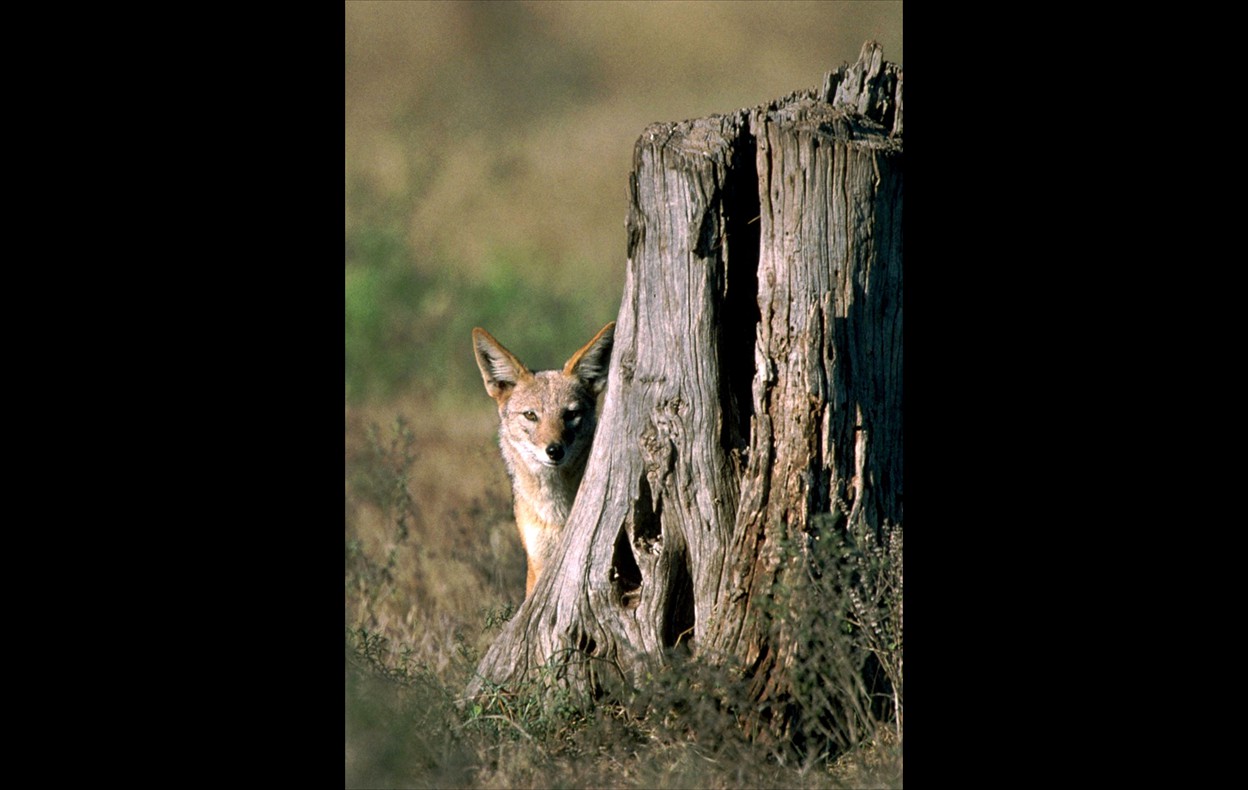 African Wildlife